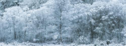 “Frozen Forest” Stockgrove Park, Bedfordshire