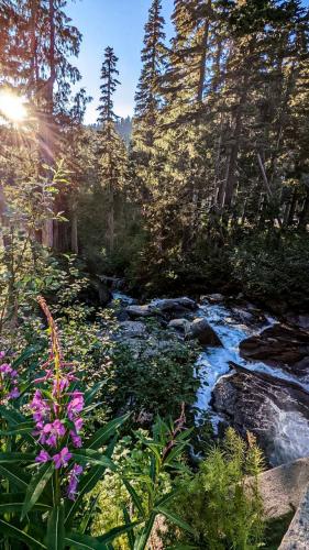 Paradise, Mt Rainier, WA, USA