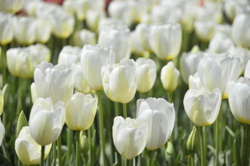 tulips flowers plants