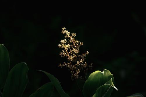 treacleberry