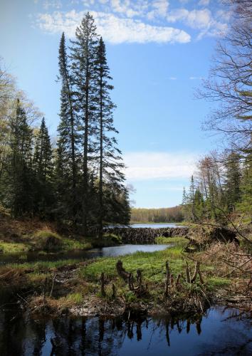 Springtime on the beaver pond. Porcupine Mountains, Michigan Upper Peninsula