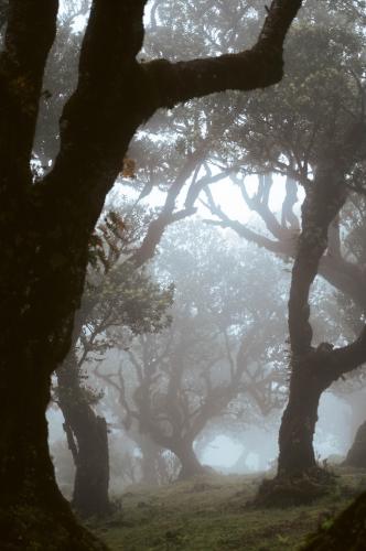 Wandered through the misty woods of Fanal in Madeira, Portugal