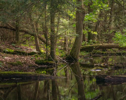 Swamp in Wisconsin, Point Beach State Forest