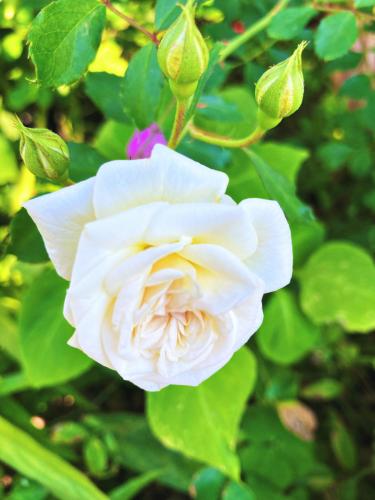 Simple radiant white rose
