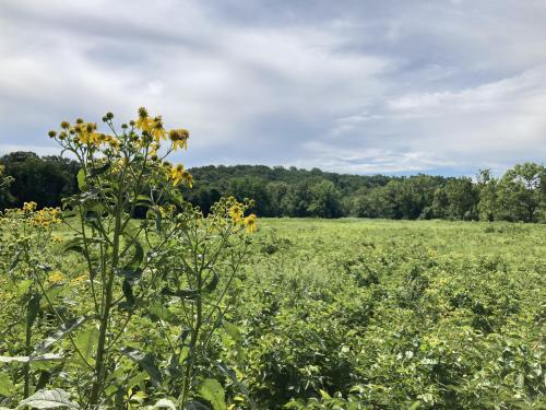 A Summer Field in Bucks County, Pennsylvania.