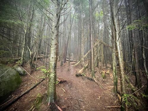 Looking up a wet and foggy hill at birch trees. Clingmans Dome, Great Smoky Mountains National Park, NC USA.