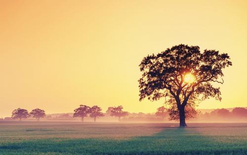 Sunrise Tree