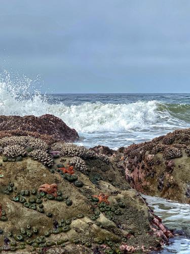 Low tide at Rialto Beach, Washington State