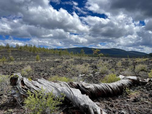Lava Cast Forest, Newberry National Volcanic Monument, Oregon