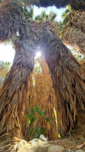 Coachella Valley Oasis, Thousand Palms, CA