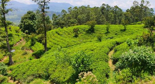 Tea Plantations in the Sri Lankan mountains