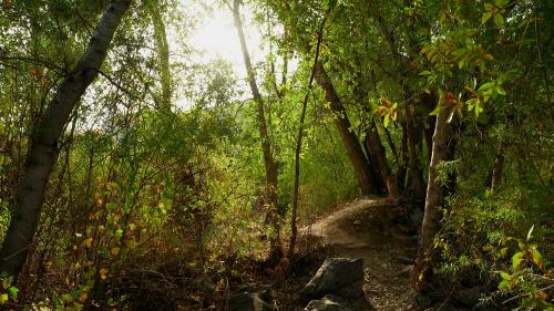 Small Forest near Provo, Utah.