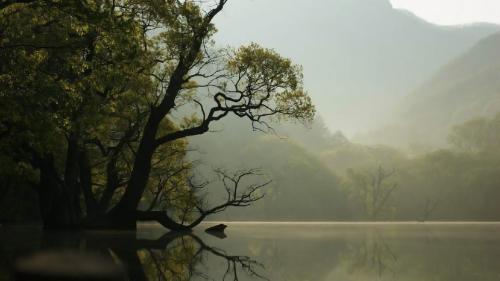 Mangrove in the forest