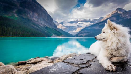 A white dog sitting on a rock