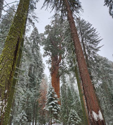 World's largest tree - General Sherman, Sequoia National Park