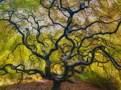 Japanese maple, Seattle WA