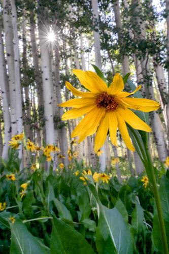 Crested Butte, CO