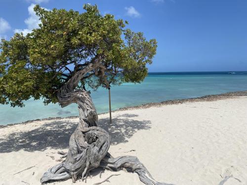 Divi Tree, Eagle Beach, Aruba