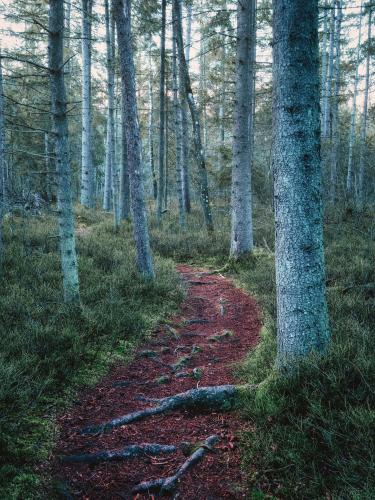 After sunset stroll in the woods on the first of january, southern Germany