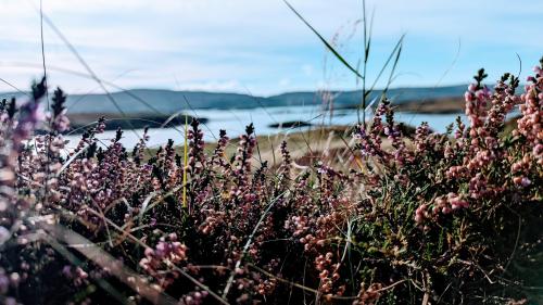 Heather at Loch Dunvegan, Isle of Skye