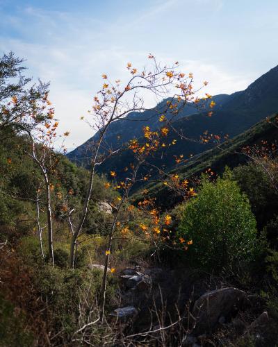 Little bit of fall in Angeles National Forest