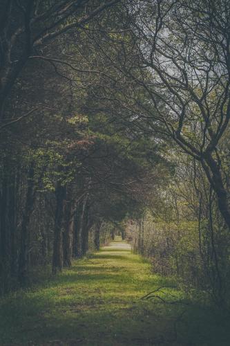 Holla Bend National Wildlife Refuge in Arkansas