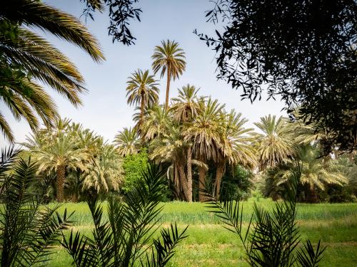 A peaceful oasis in Drâa-Tafilalet, Morocco