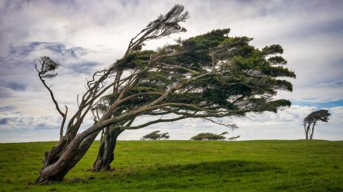 Windswept trees off the west coast of NZ