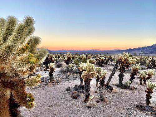 Joshua Tree National Park CA