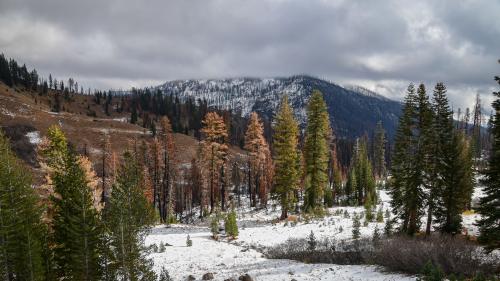 Snow mountains with bushes forest