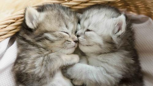 cute kittens wallpapers, sleeping, cats