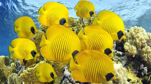 Butterfly Fish