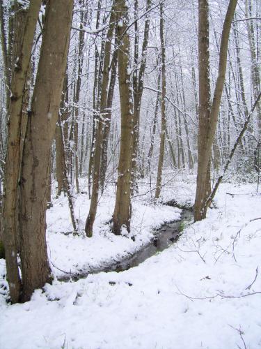Snowy alder marsh in Northern Germany