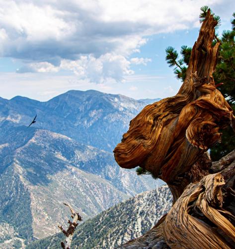 Top of Mount Baden-Powell, CA