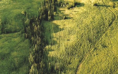 Elevated Wilds