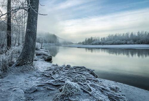 Hoar frost along the Knik River in Alaska