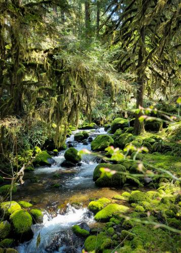 Somewhere in the Willamette National Forest, OR