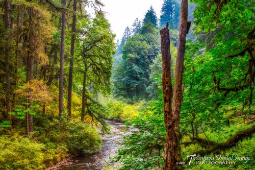 Silver Falls State Park, Sublimity, Oregon  ©Thompson Digital Image