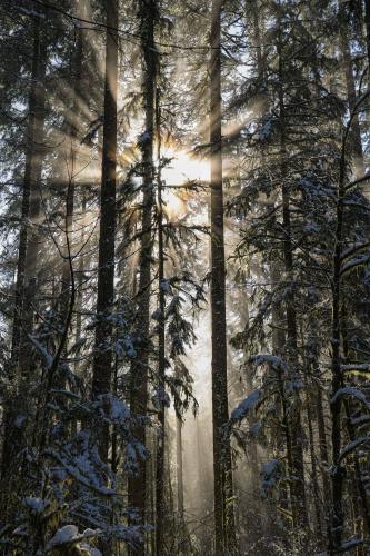 Sun peaking through snowy trees on Canada's west coast, BC