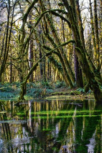 An ancient rain forest at Olympic National Park