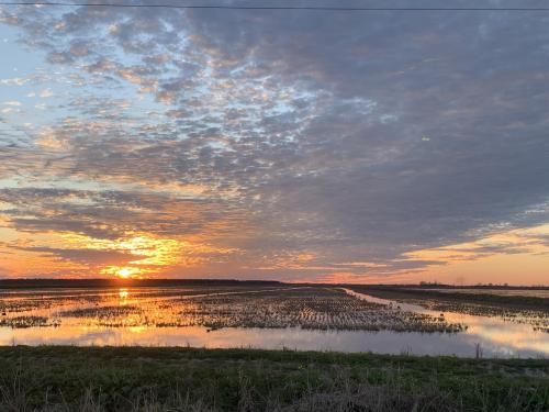 Crawfish fields Lake Charles, La