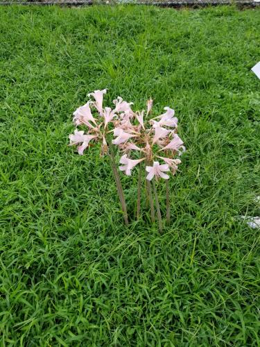 Found this growing in the lawn after vacation. About 2 feet tall. Any idea what kind of flower these are?