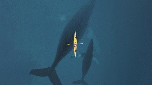 Deep-sea gigantism