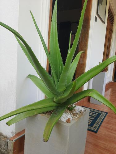 Aloe vera...from sri lanka 🇱🇰