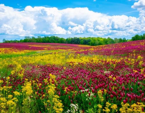 Field of Butterweed and Crimson Clover near Peebles, Ohio