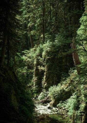 Sol Duc River valley, Olympic National Park, WA