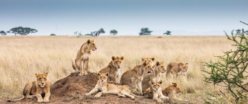 Pride of lions at Serengeti National Park, Tanzania