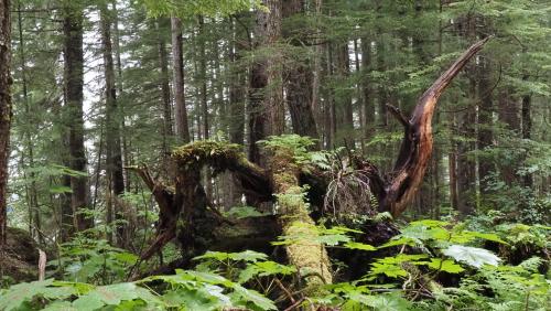 I've decided to call this The Dragon Tree. Icy Strait Point, AK