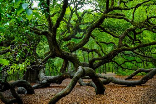 Angel Live Oak Tree South Carolina  2500 x 1673