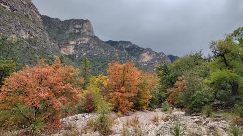 Really felt like fall yesterday. McKittrick Canyon, Guadalupe Mountains National Park, Texas.